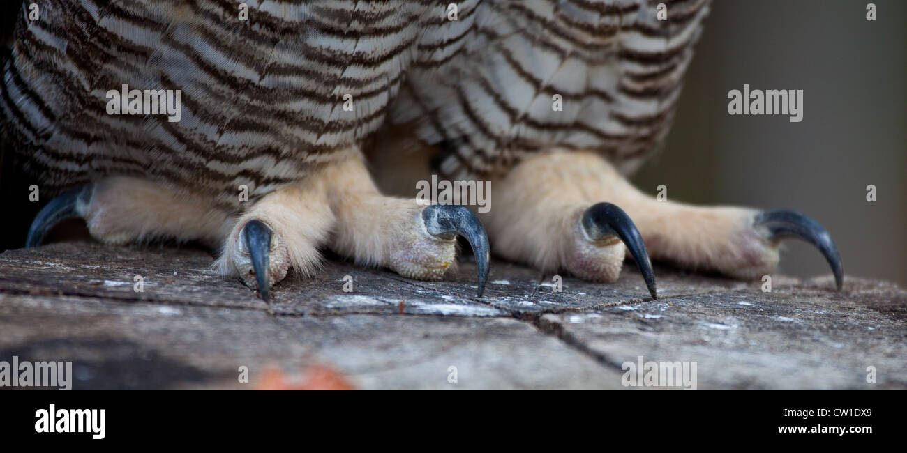Close up detail of a Great Horned Owl's talons and feet. Stock Photo