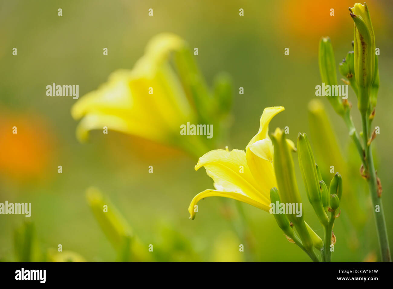 Yellow daylilies (Hemerocallis) Greater Sudbury, Ontario, Canada Stock Photo
