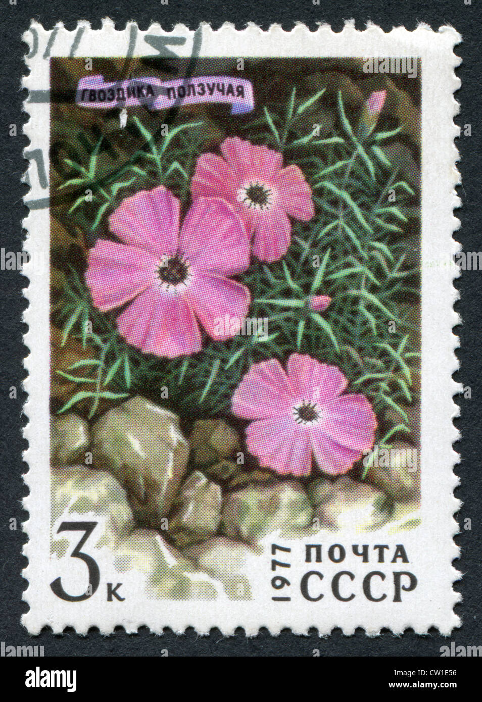 USSR - CIRCA 1977: A stamp printed in the USSR shows carnation, pink or sweet william - Dianthus repens, circa 1977 Stock Photo