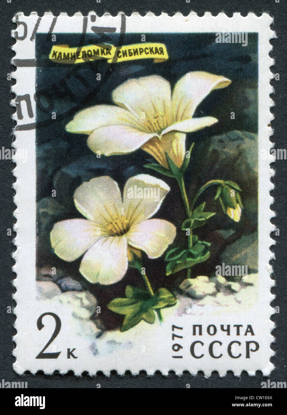 USSR - CIRCA 1977: Postage stamps printed in the USSR, shows a flower of Saxifraga sibirica, circa 1977 Stock Photo