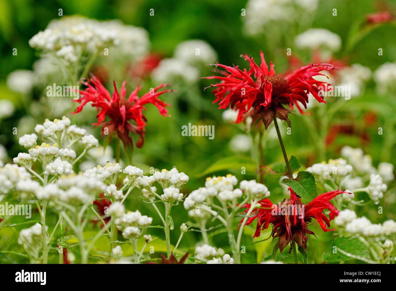 Wild Bergamot. Red bee balm, (Monarda didyma) with pearly everlasting (Anaphalis margaritacea), Greater Sudbury, Ontario, Canada Stock Photo