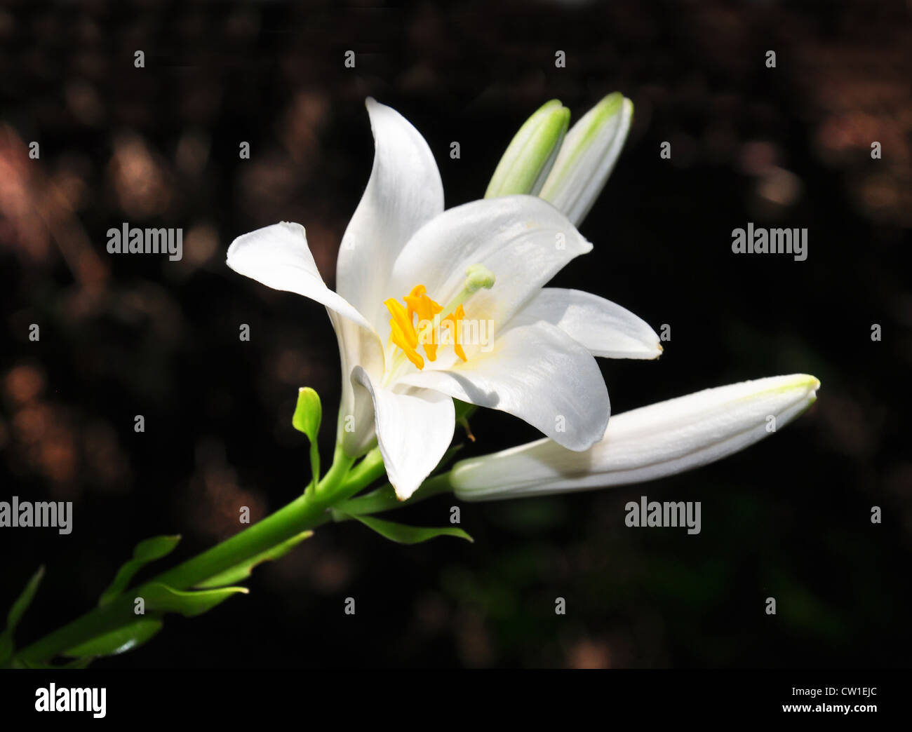 Madonna Lily (Lilium Candidum Stock Photo - Alamy