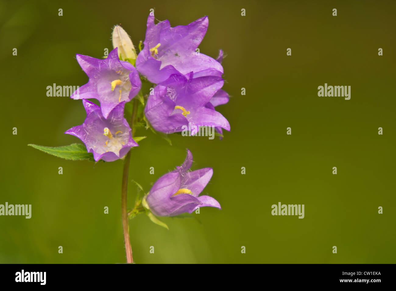 Clustered bell flower in woodland Stock Photo Alamy