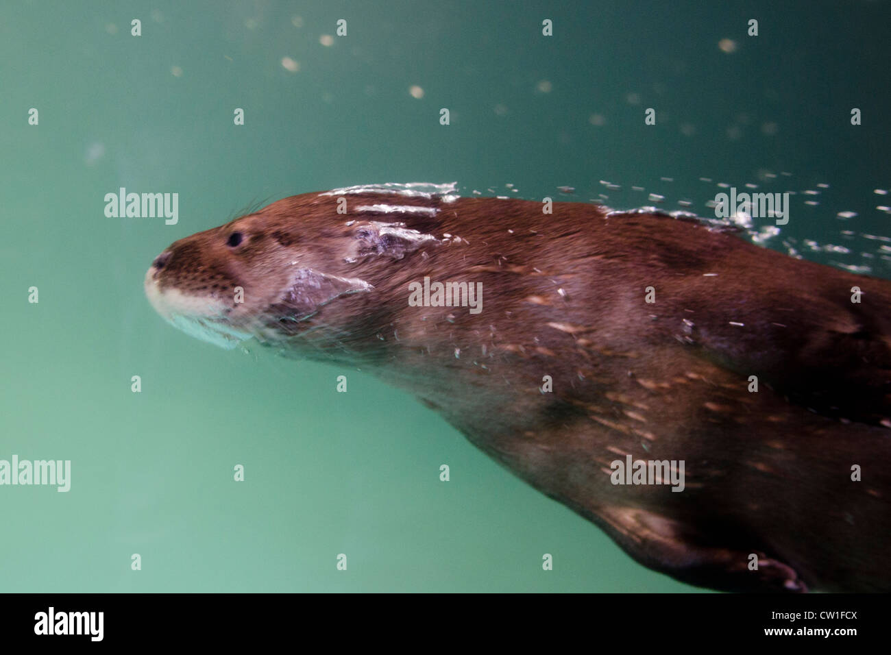underwater shot of a sea otter Lontra longicaudis at São Paulo Aquarium, Brazil Stock Photo