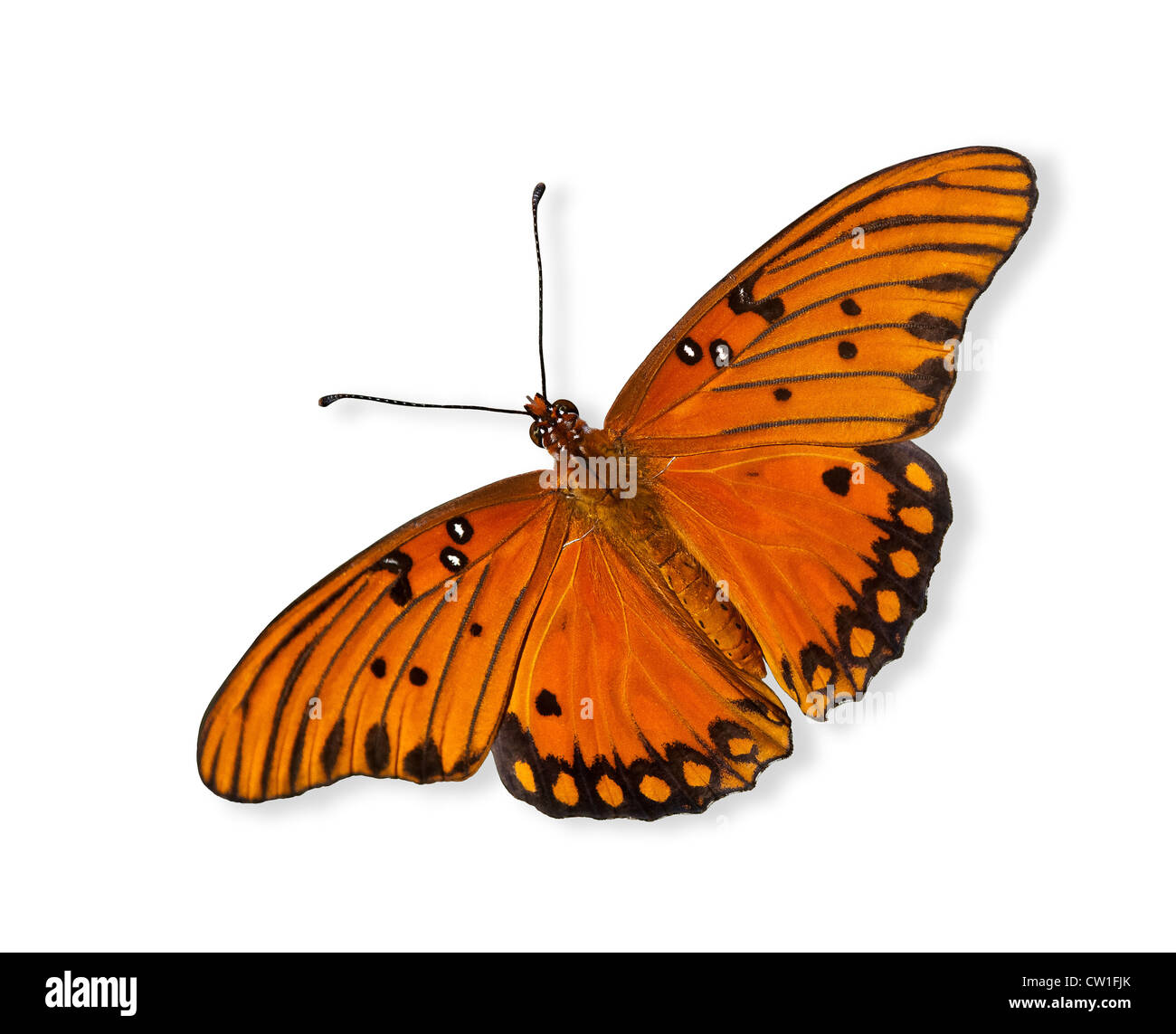 Gulf Fritillary butterfly (Agraulis vanillae) over white Stock Photo