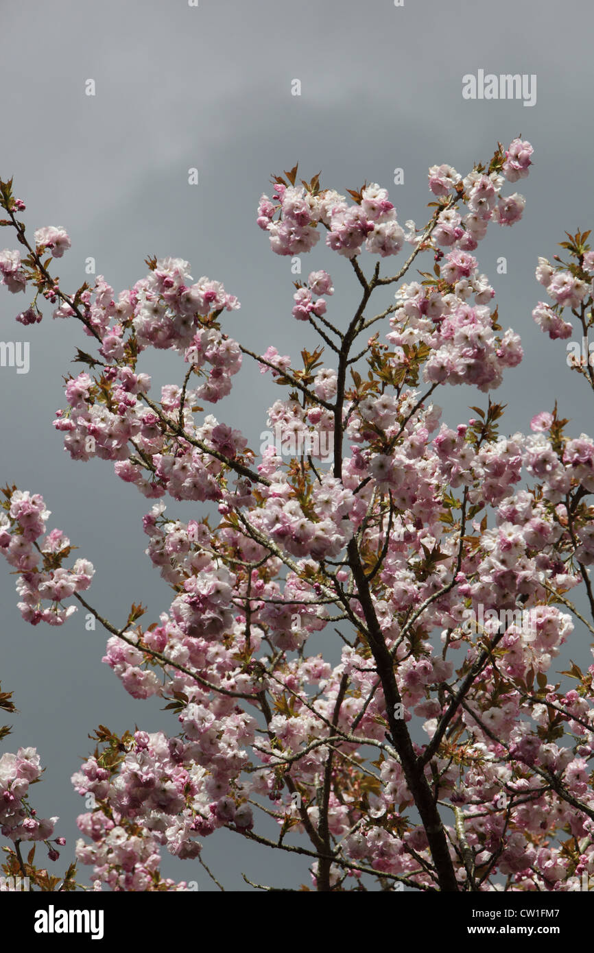 Cherry blossoms in full bloom Stock Photo - Alamy