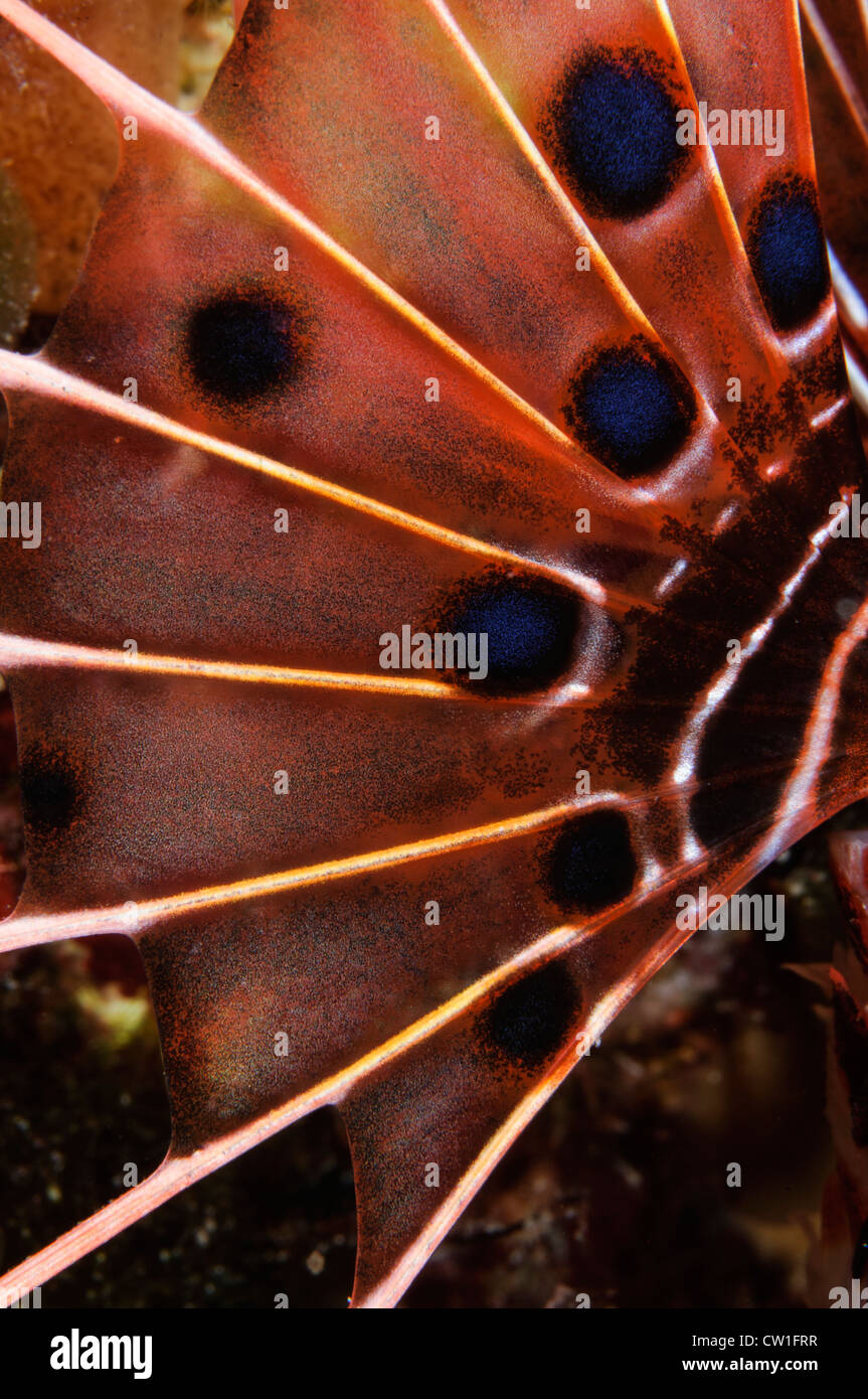 Scorpionfish Fin. Indonesia Stock Photo