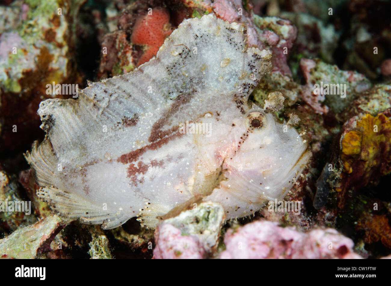 Leaf Scorpionfish. Indonesia Stock Photo