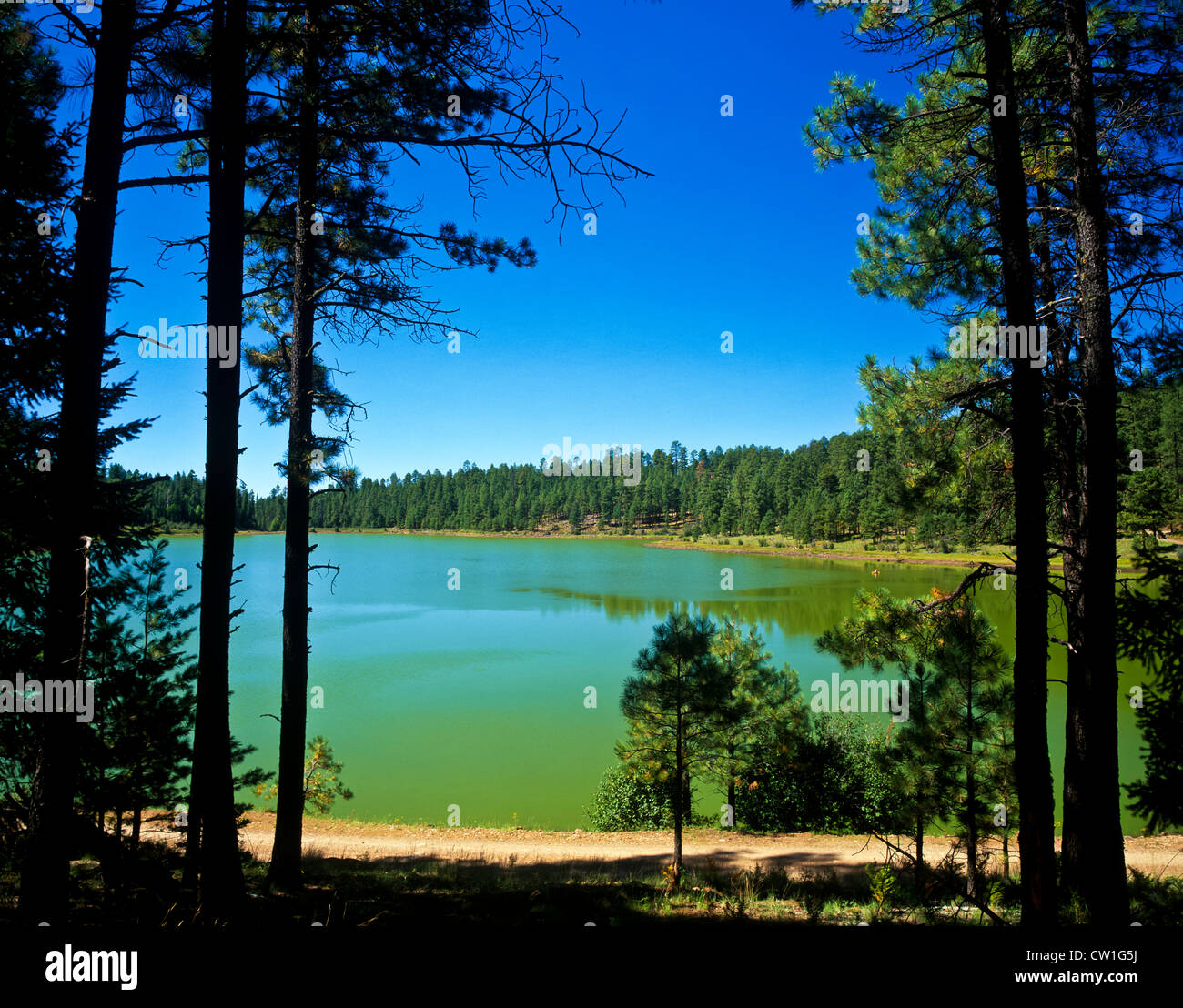 Pacheta Lake, White Mountains of Eastern Arizona. Great fishing lake