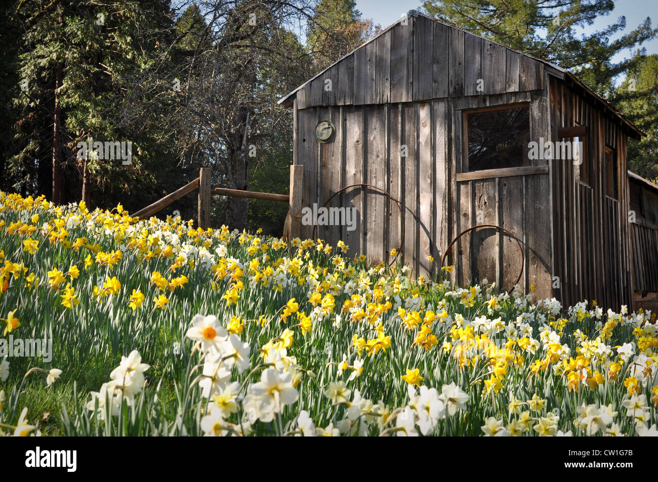 Cabin at Daffodil Hill Tourist Attraction California in Spring Stock