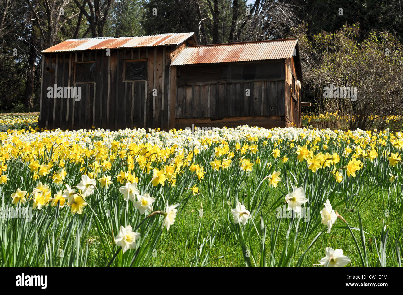 Cabin at Daffodil Hill Stock Photo Alamy