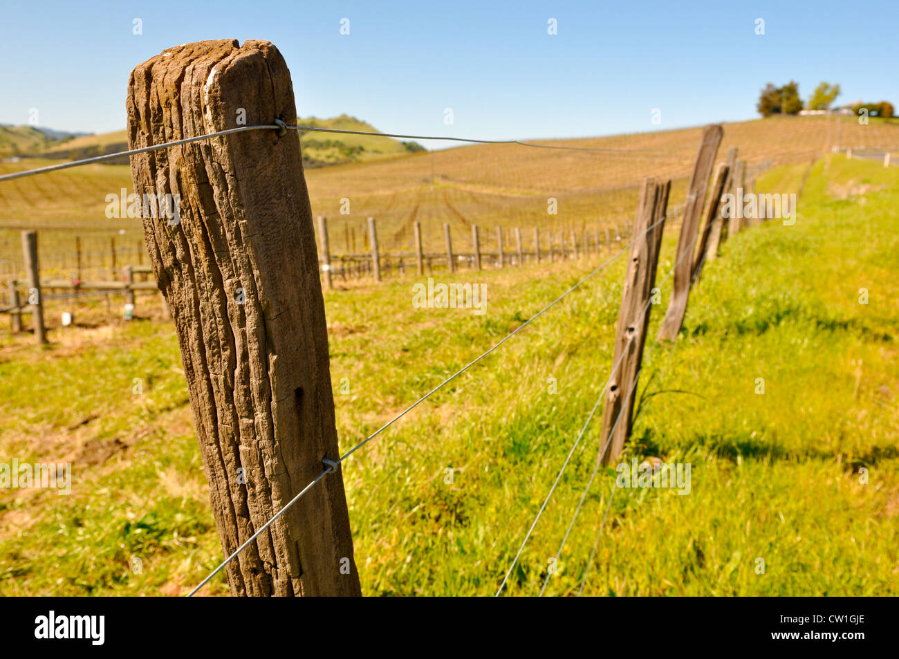 Close-up of a barbed wire fence post - Vineyard Stock Photo - Alamy