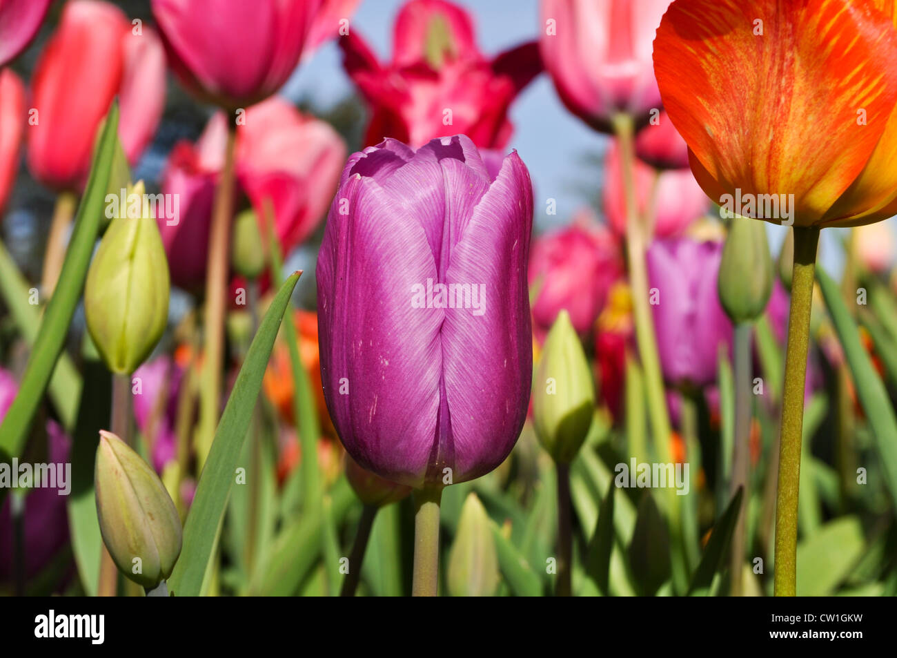 Tulips opened petals hires stock photography and images Alamy