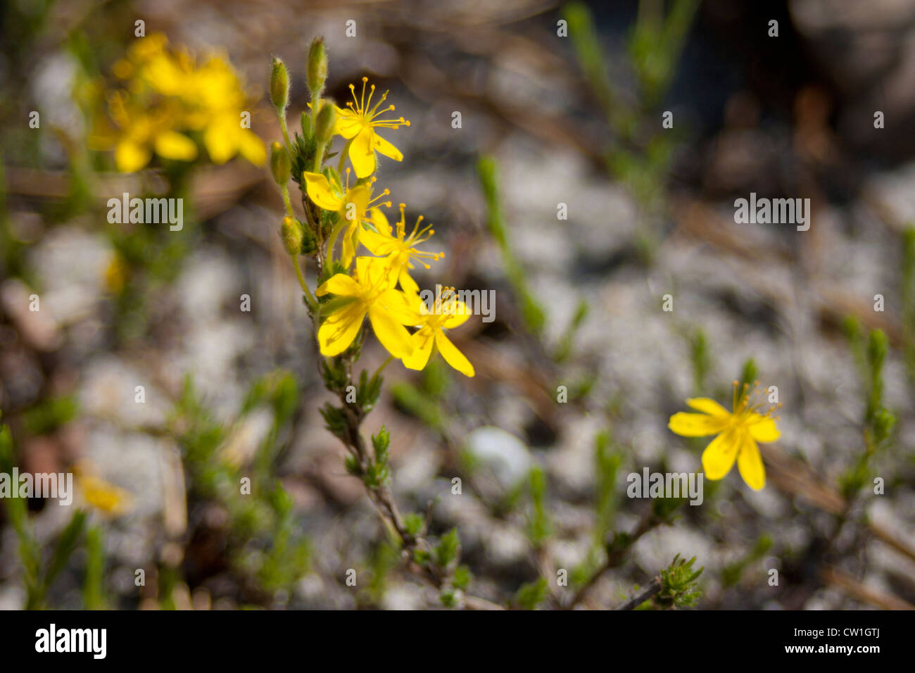 Flowering pine barrens heather - Hudsonia ericoides Stock Photo