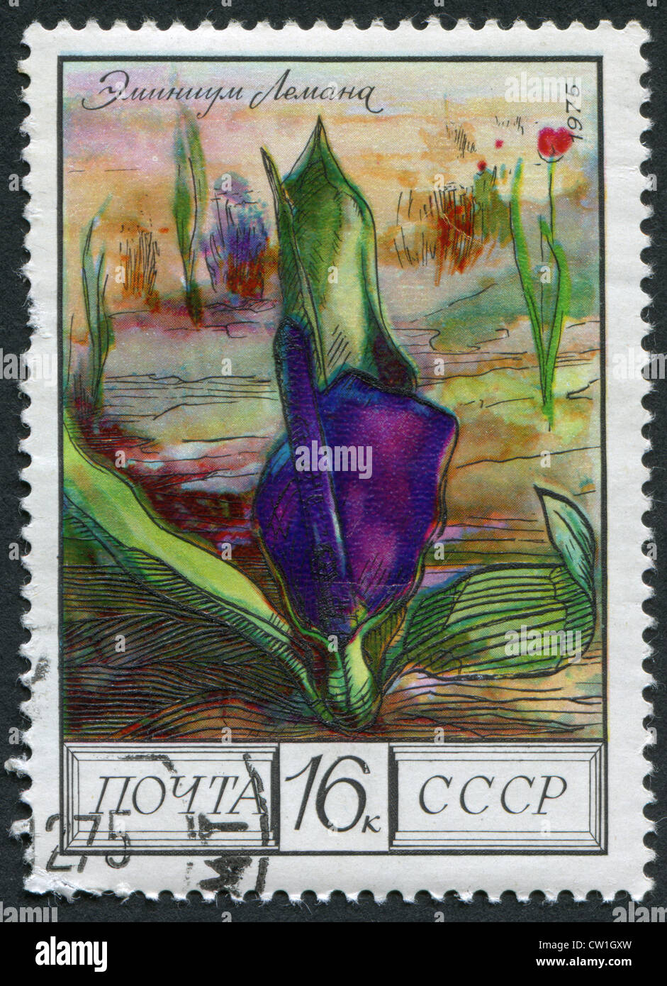 USSR-CIRCA 1975: A stamp printed in the USSR, depicts a flower Eminium lehmannii (regelii), circa 1975 Stock Photo