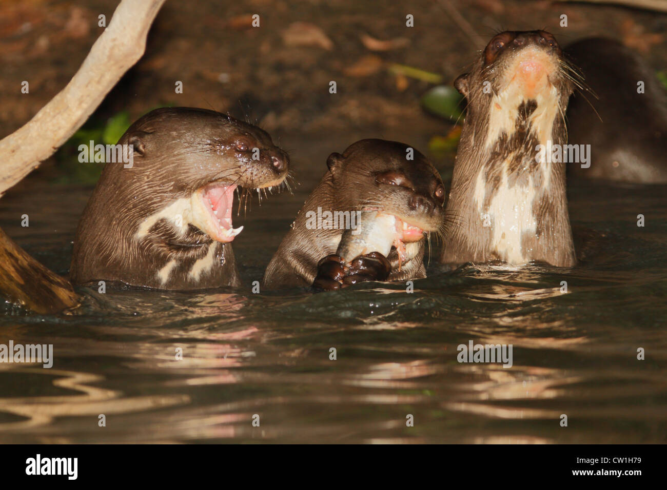 Giant river otter family in Pantanal, Brazil Stock Photo