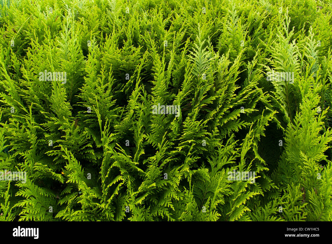 Background of the Thuja, close-up. Stock Photo
