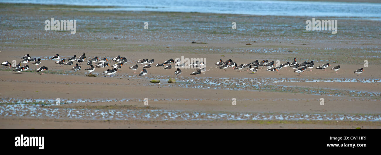 An incoming tide on the Udale Bay RSPB bird reserve on the Cromarty Firth on the Black Isle.  SCO 8280 Stock Photo