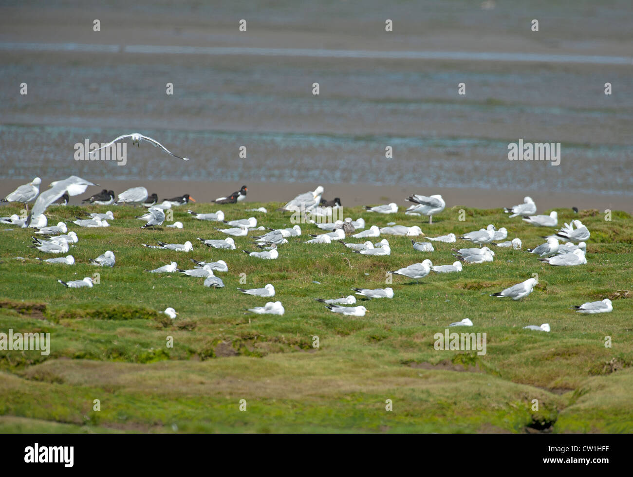 An incoming tide on the Udale Bay RSPB bird reserve on the Cromarty Firth on the Black Isle.   SCO 8281 Stock Photo