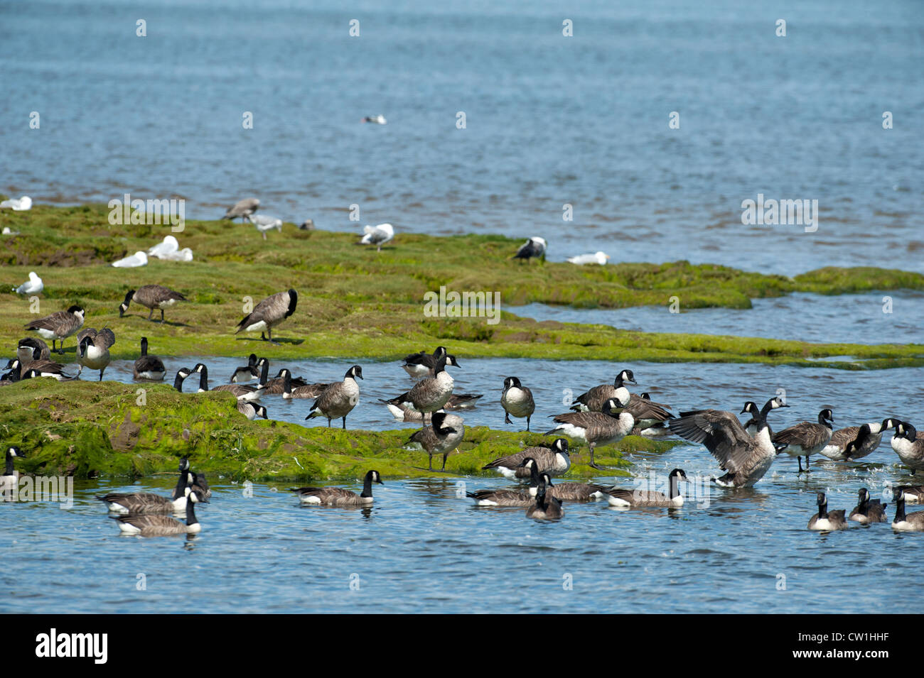 An incoming tide on the Udale Bay RSPB bird reserve on the Cromarty ...