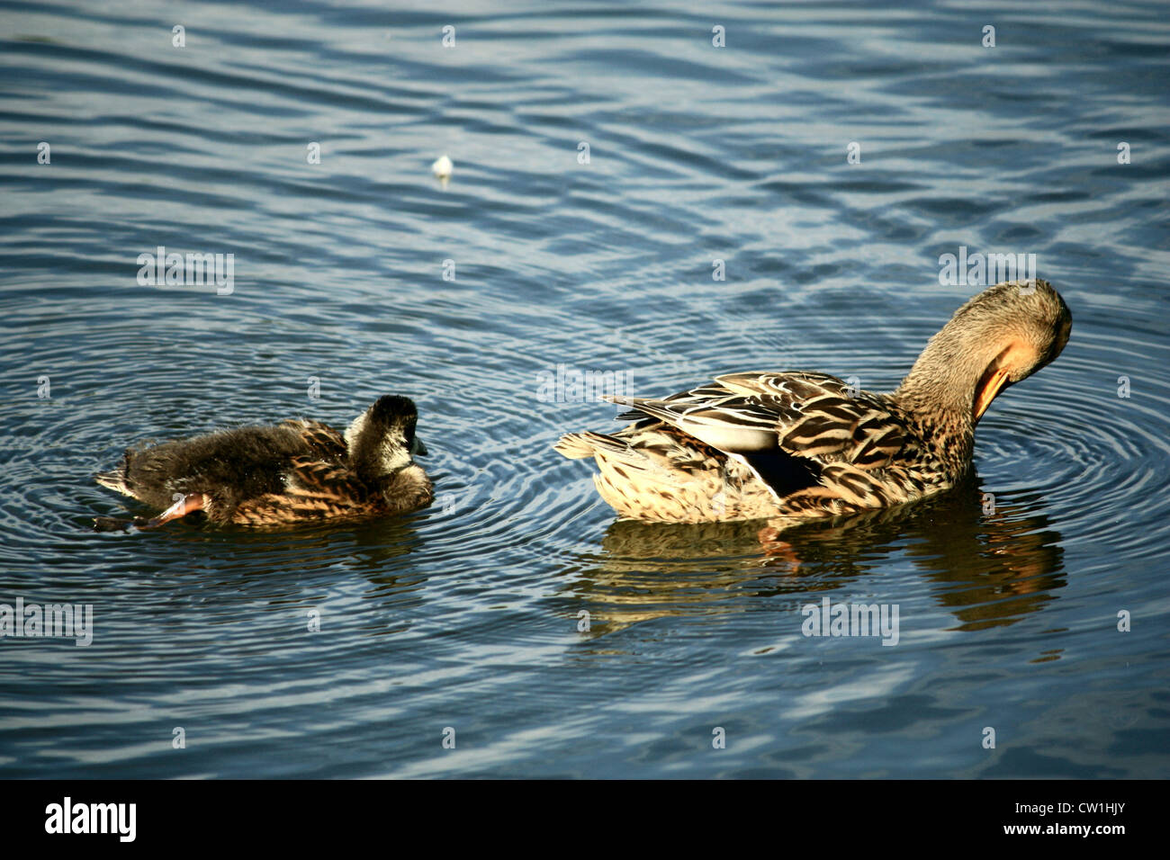 Duck and Duckling Stock Photo