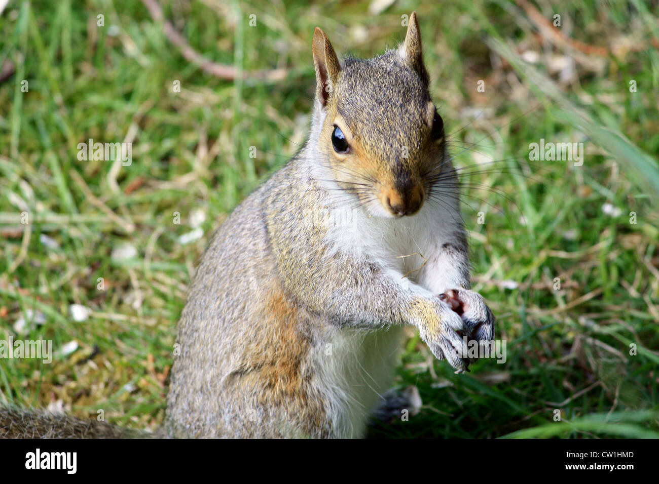 Squirrel (Grey) Stock Photo