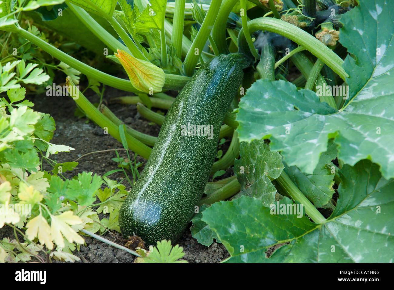 Zucchini in the garden Stock Photo Alamy