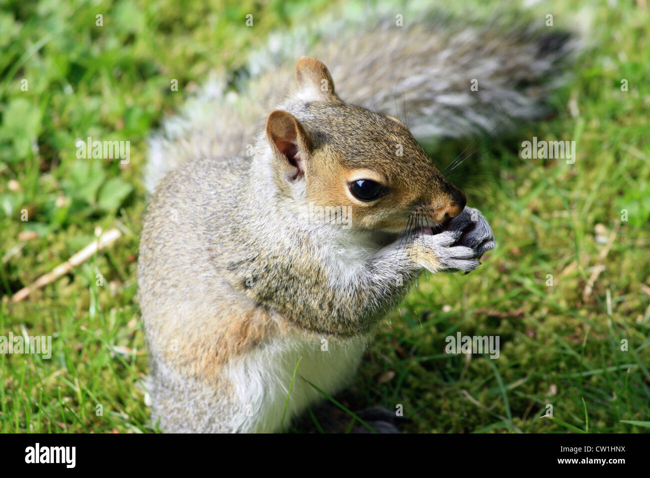 Squirrel (Grey) Stock Photo