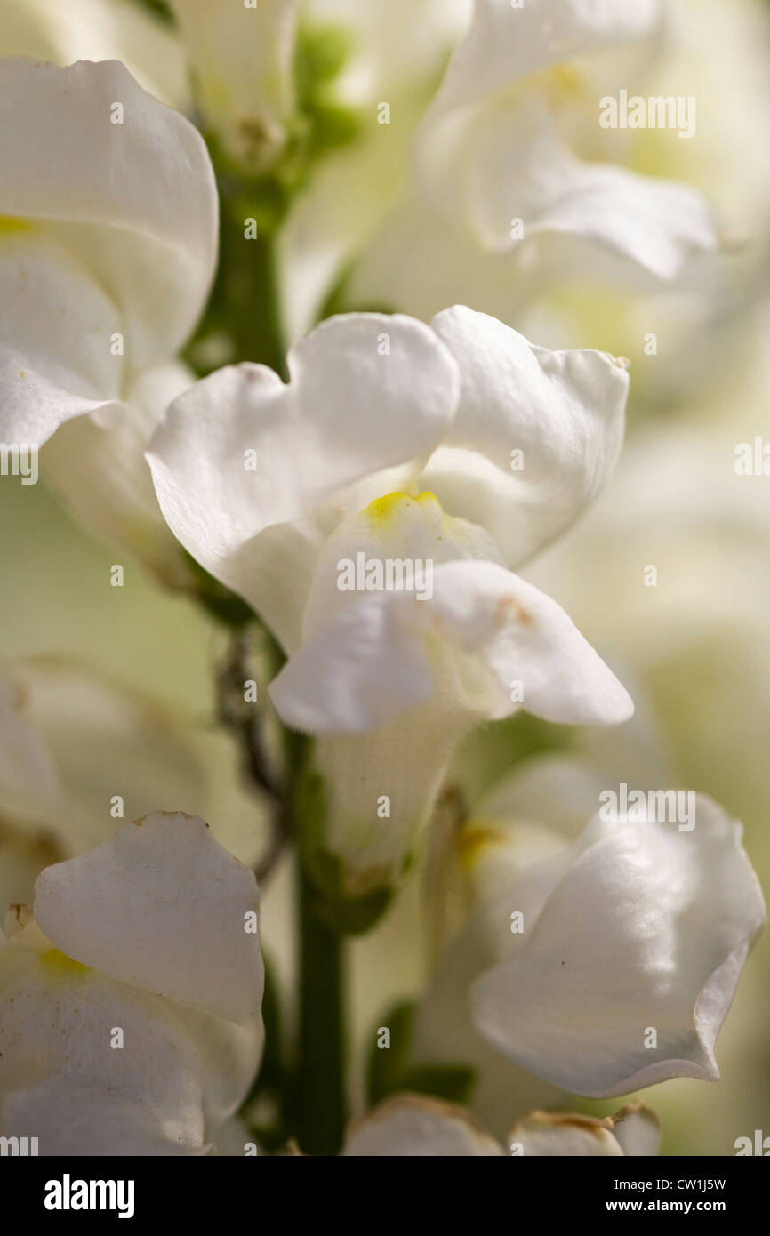 Antirrhinum majus Sonnet White Snapdragons 'Close Up' Stock Photo