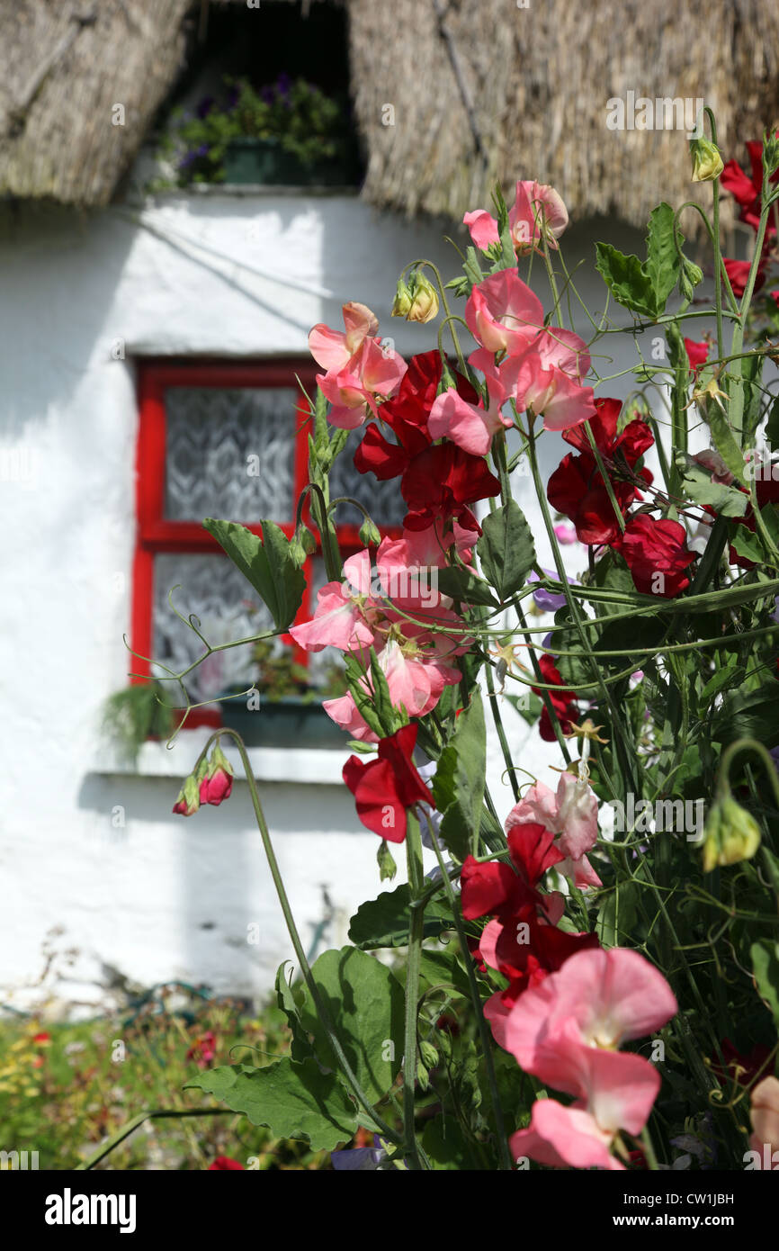 Sweetpeas in an Irish cottage garden, Clogherhead, Co. Louth, Ireland Stock Photo