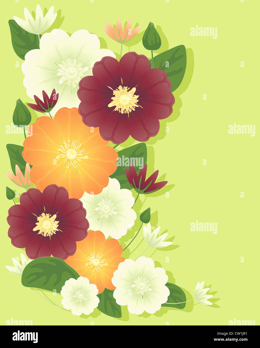 an illustration of clematis flowers in orange cream and maroon with foliage and buds on a pale green background with shadow Stock Photo