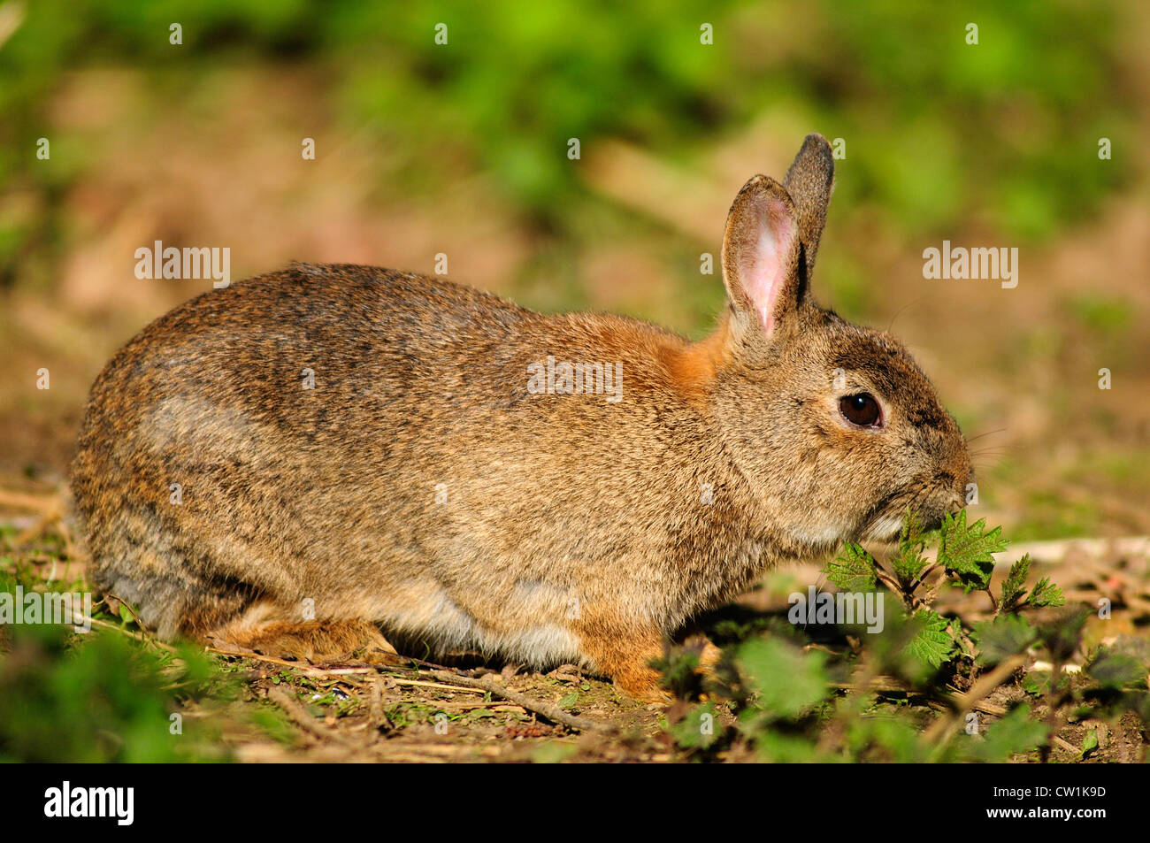 A rabbit on the ground UK Stock Photo Alamy