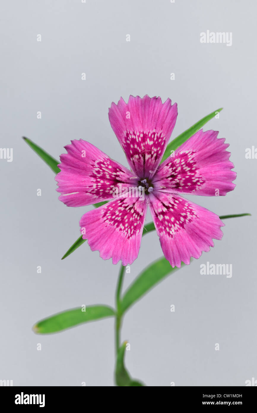 Piatra Craiului Pink (Dianthus callizonus) Stock Photo