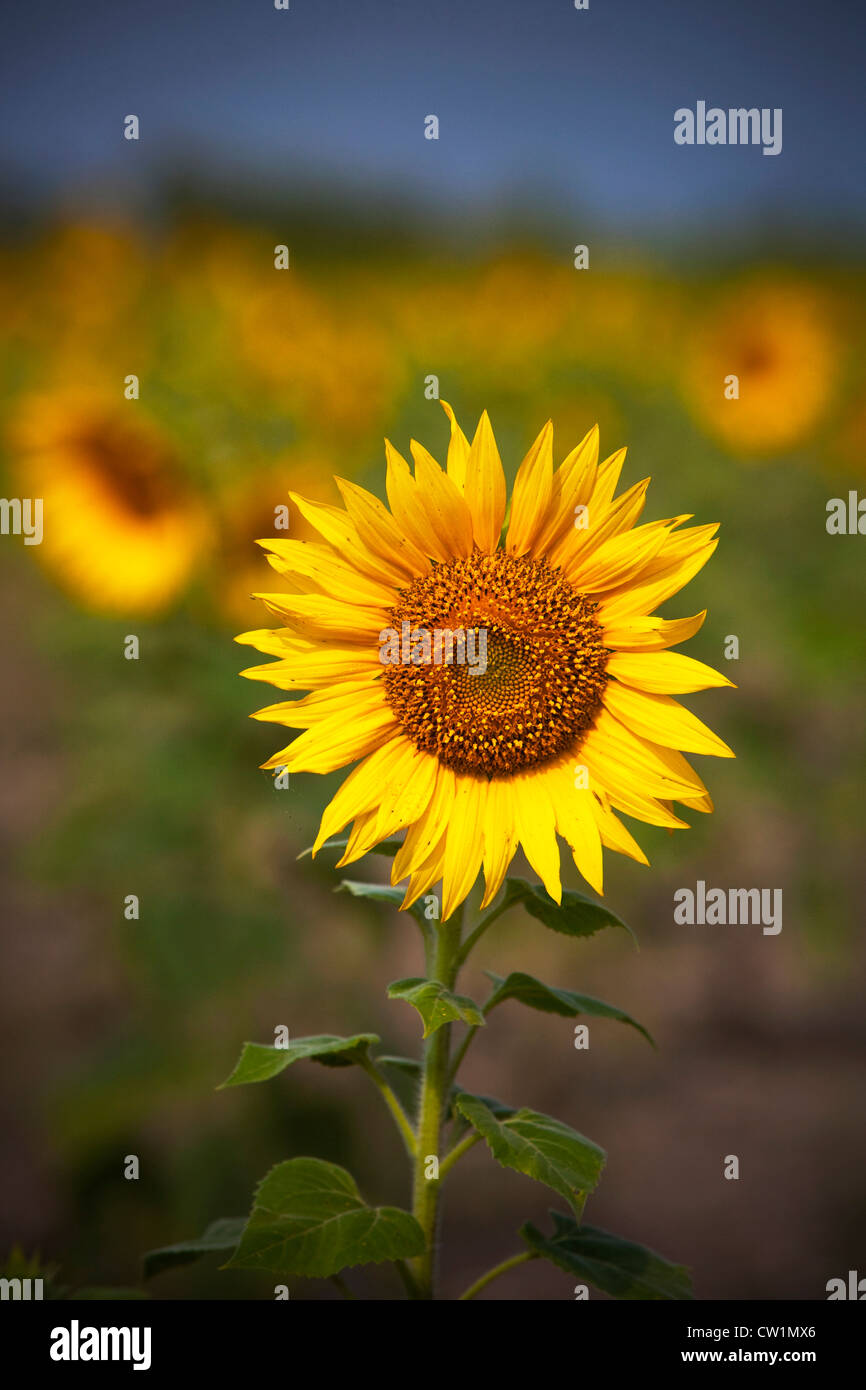 Karnataka plant hires stock photography and images Alamy