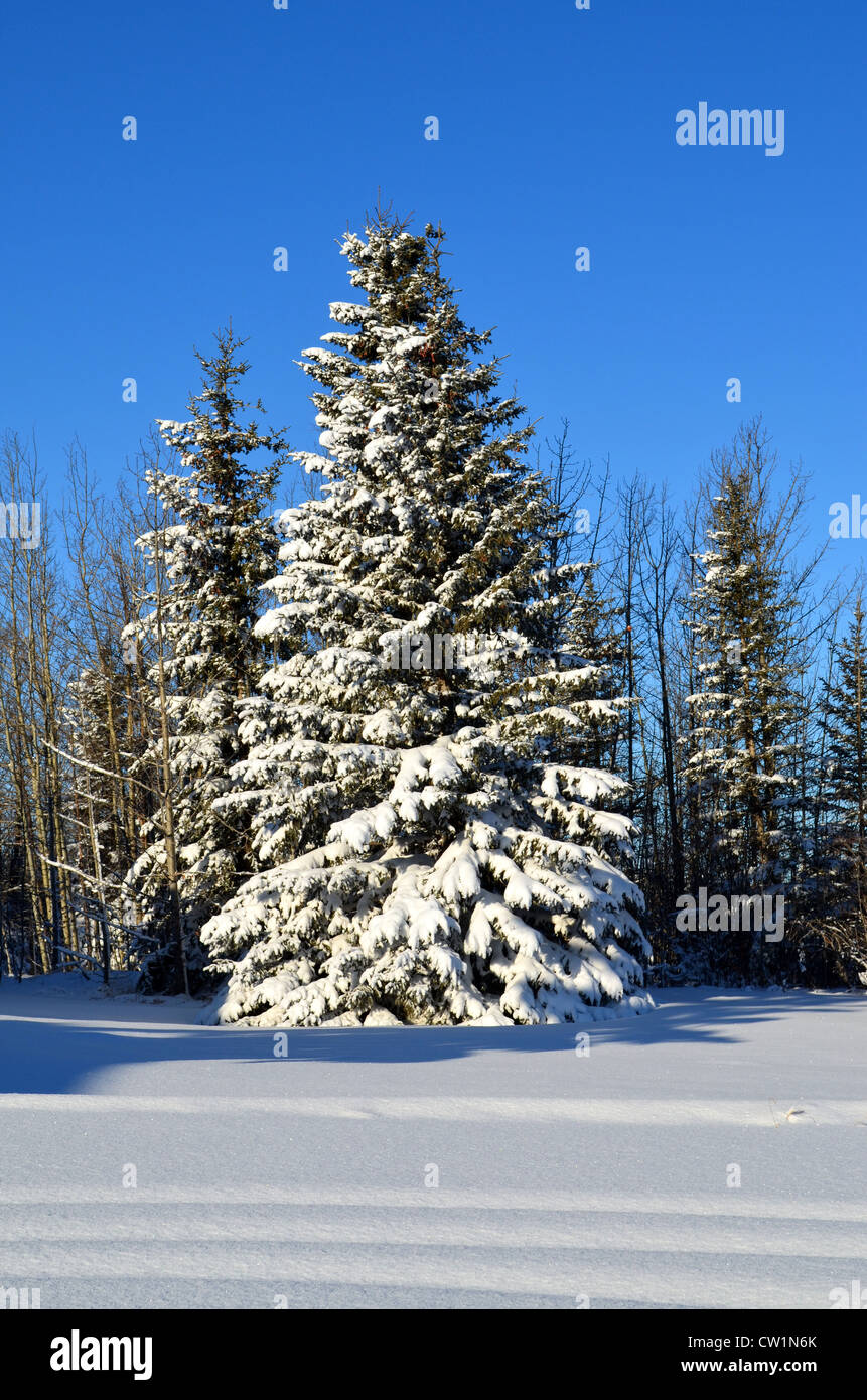 Evergreen tree after a winter snow fall. Stock Photo