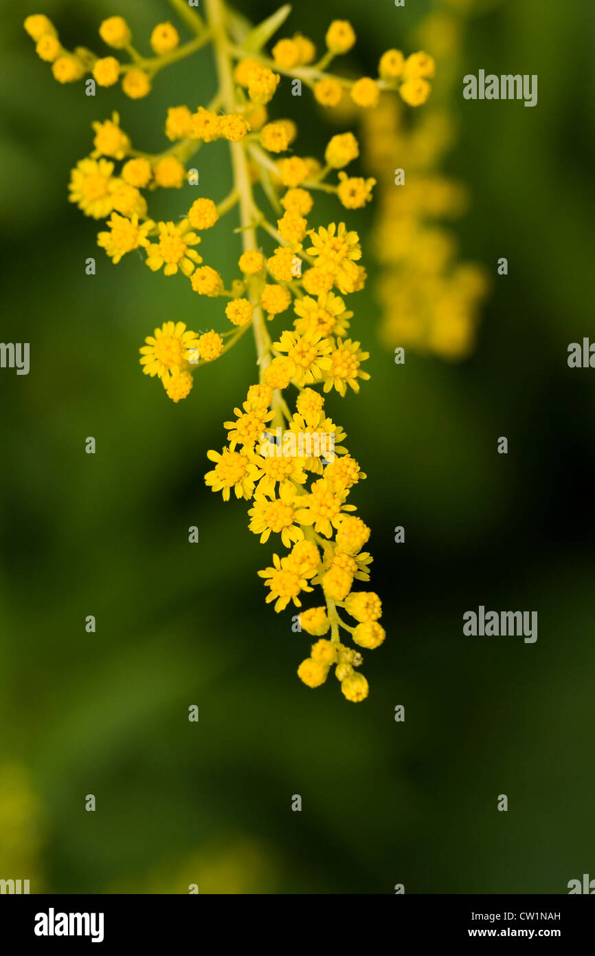 Solidago 'Goldenmosa' flowers. Goldenrod growing in the garden. Stock Photo