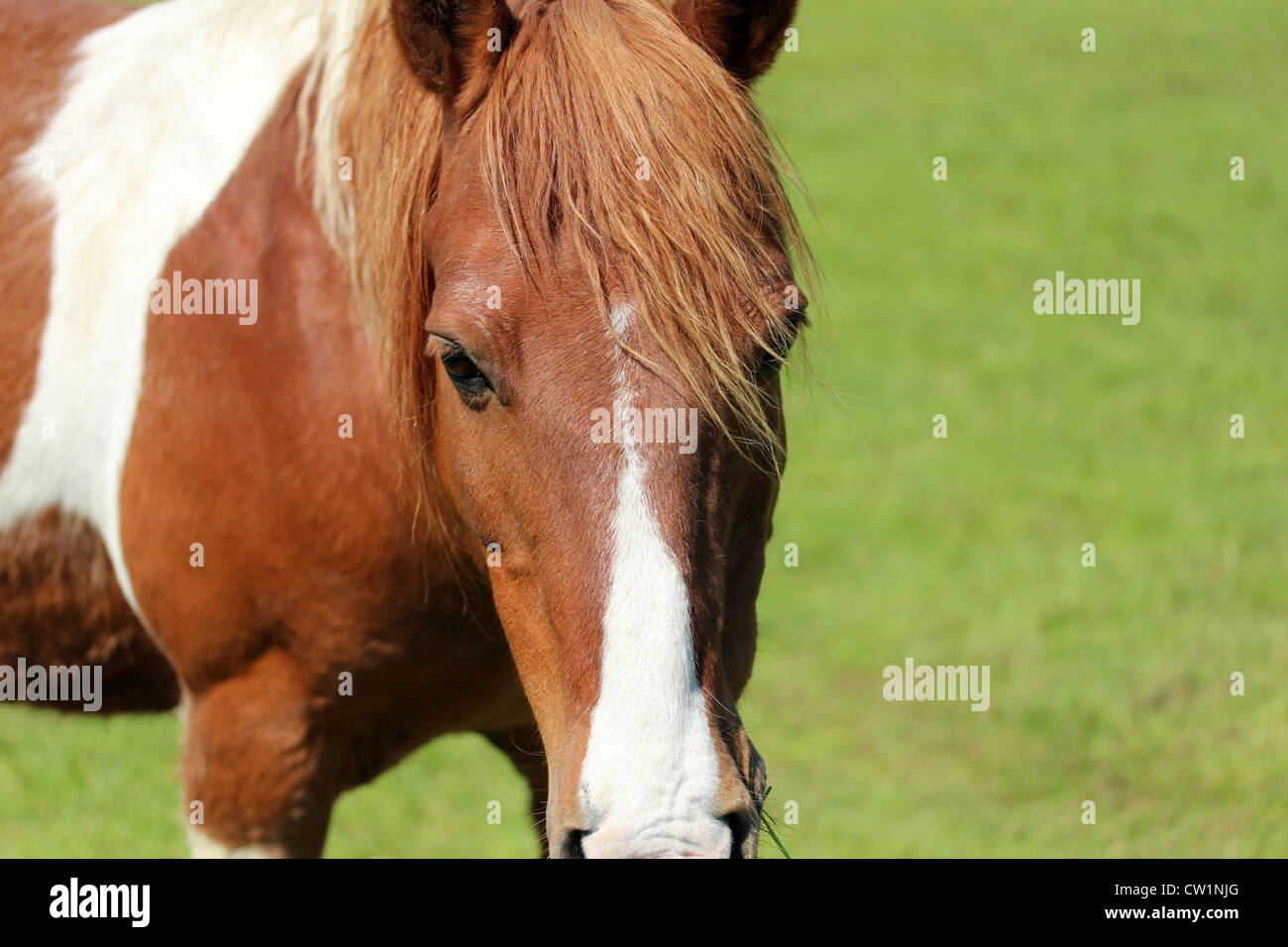 Chestnut White Mane High Resolution Stock Photography And Images Alamy