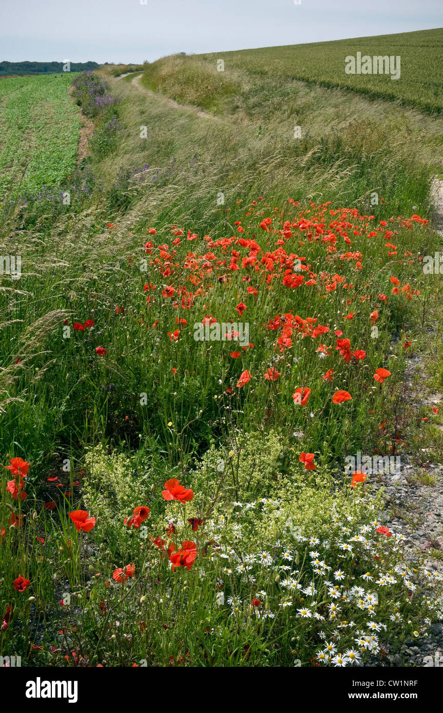 Wild flowers and poppies growing on the Rathfinny Estate near Alfriston, East Sussex, UK Stock Photo