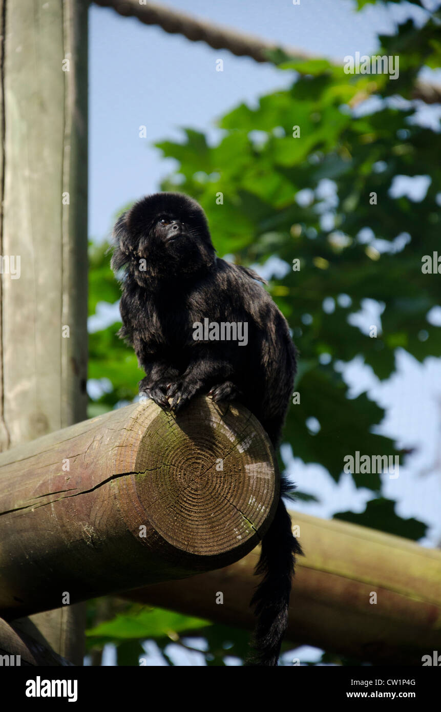 Monkey, Colchester Zoo, Essex, England, UK Stock Photo Alamy