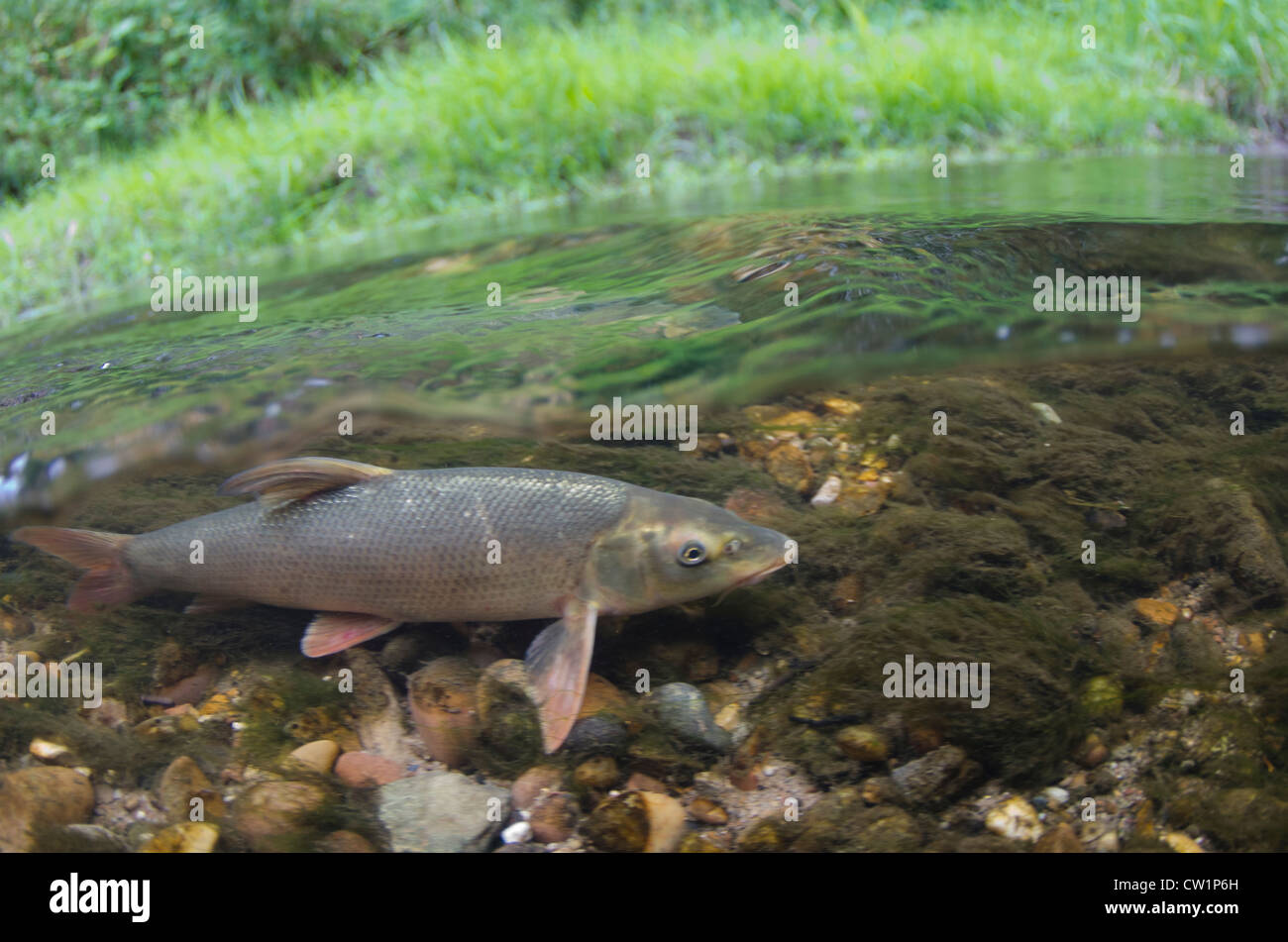 Barbel on the riverbed Stock Photo
