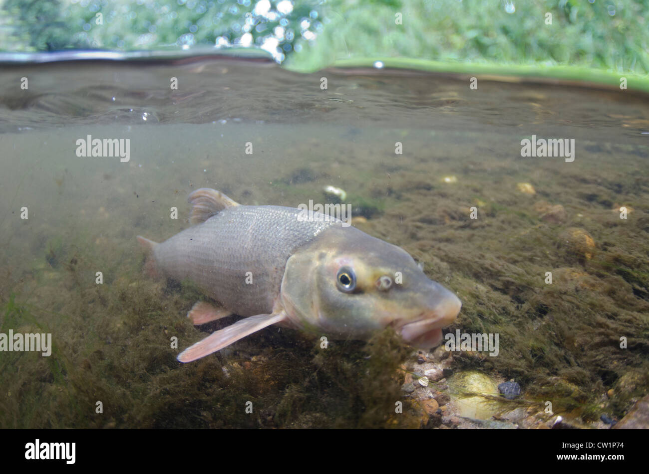 Barbel in River trent Stock Photo