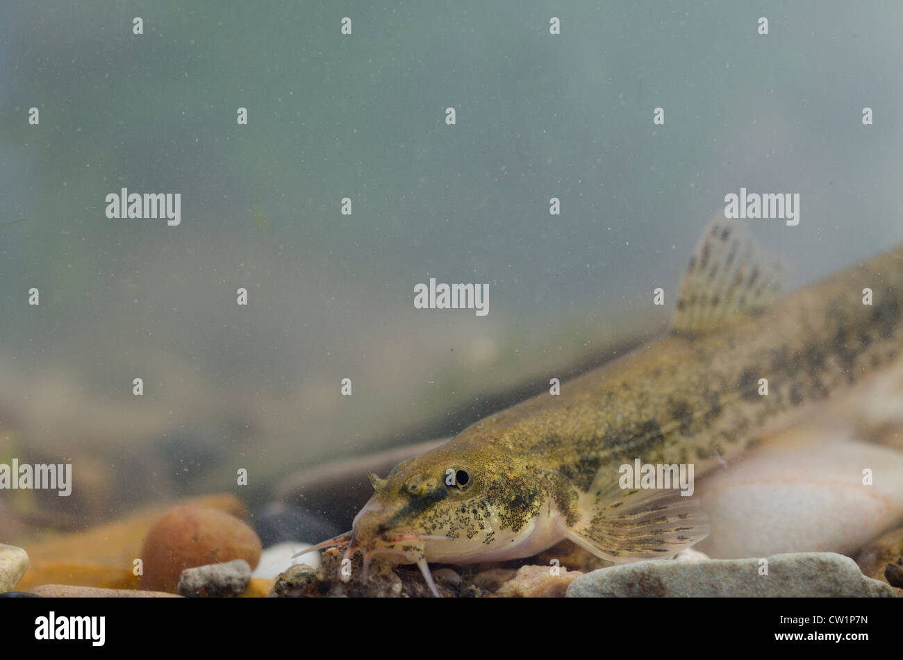 Stone loach on the riverbed Stock Photo