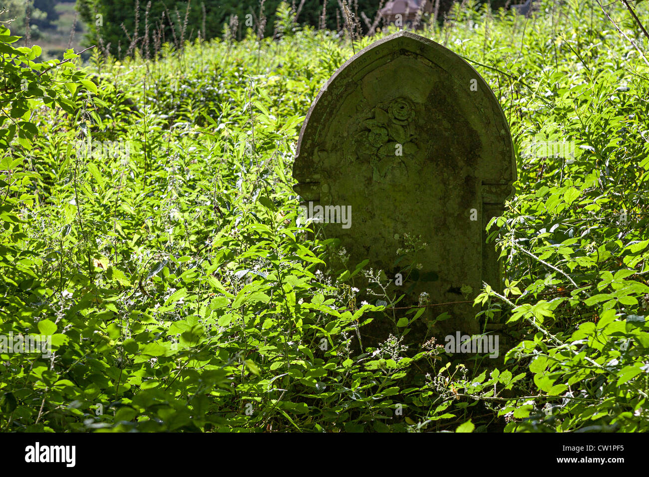 Gravestone overgrown with stinging nettles and brambles, Blaenavon, Wales, UK Stock Photo