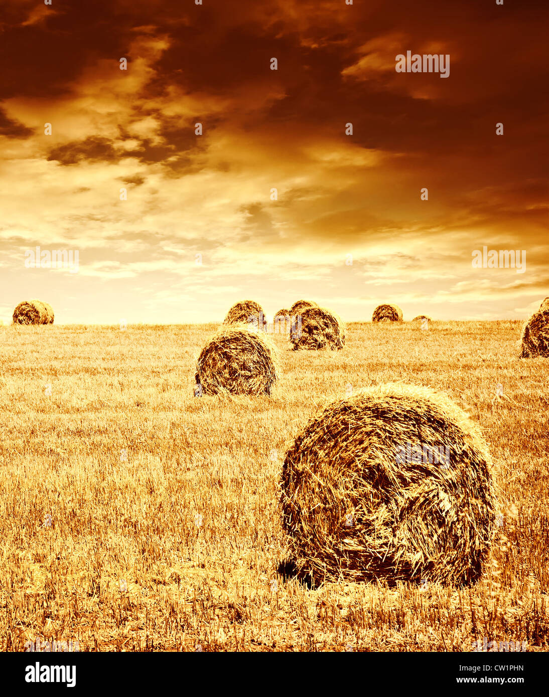 Wheat harvest time hi-res stock photography and images - Alamy