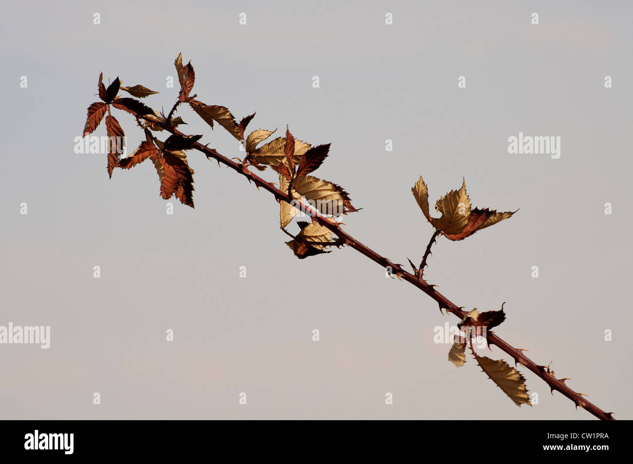 Dry branch leaves thorns closeup hi-res stock photography and images ...