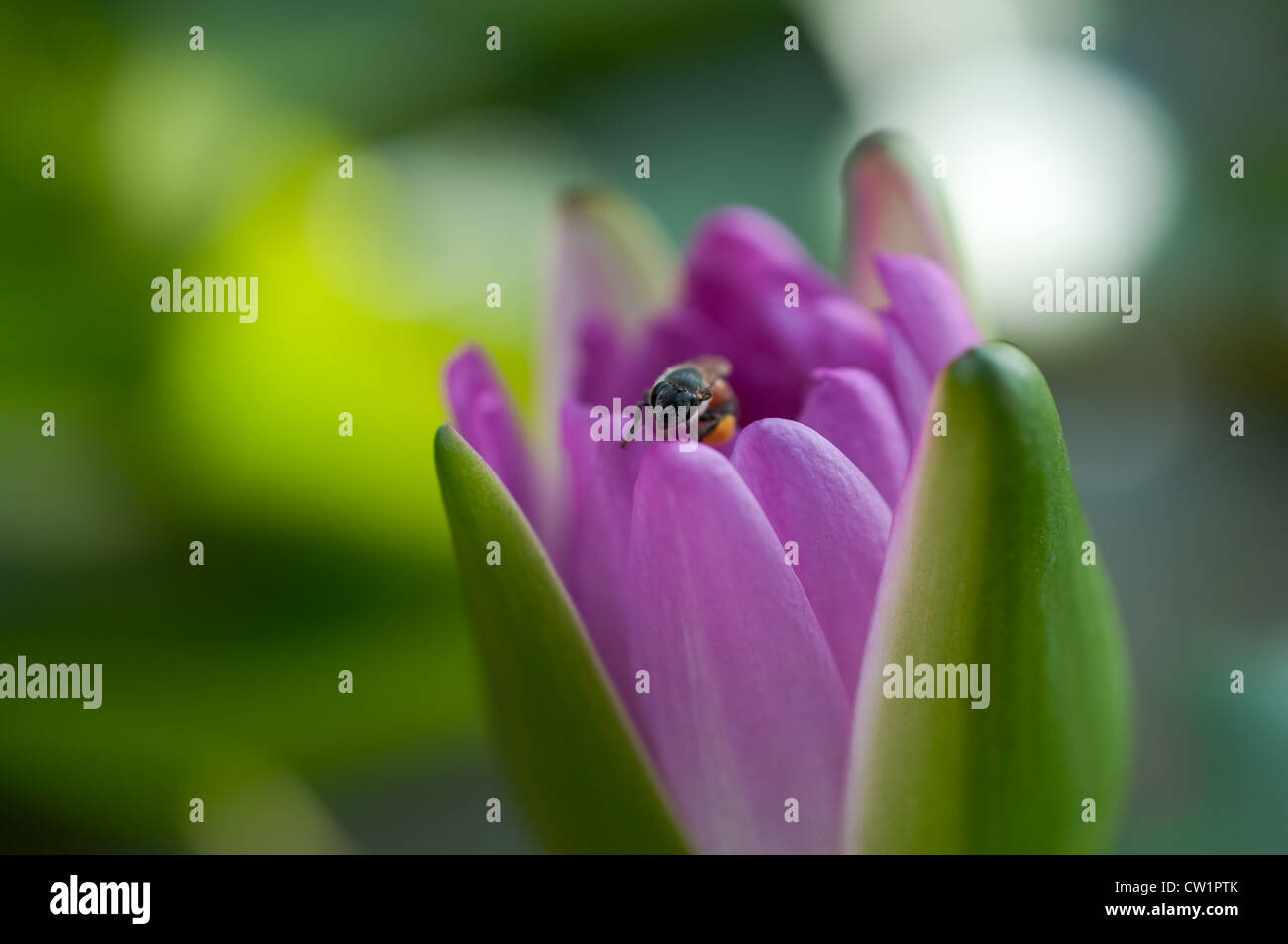 bee in purple water lily Stock Photo - Alamy