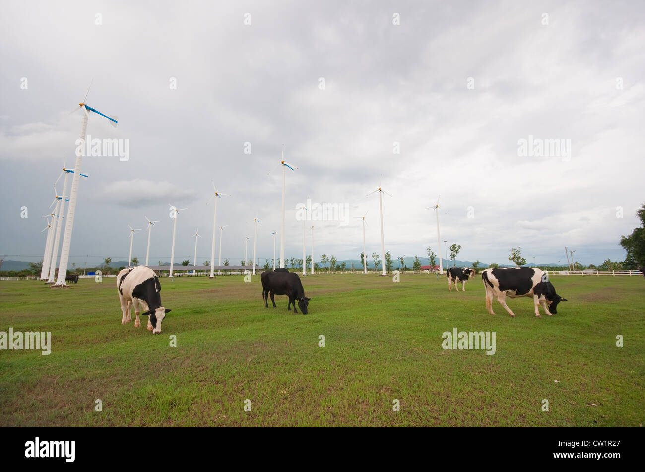 Cows walking on rural hi-res stock photography and images - Alamy