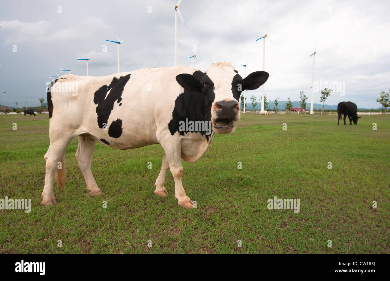 Cows on green meadow Stock Photo - Alamy