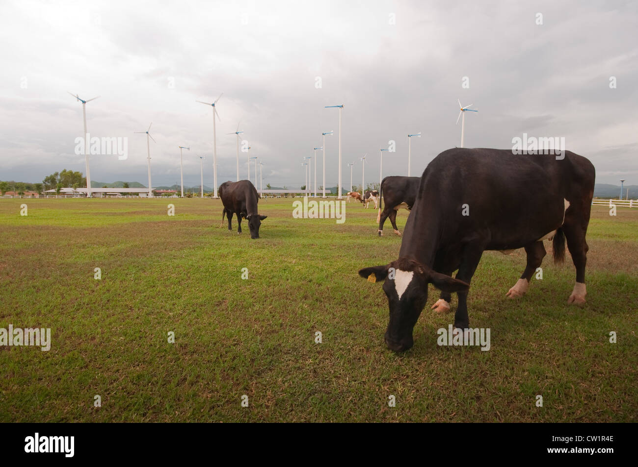 Cows on green meadow Stock Photo - Alamy