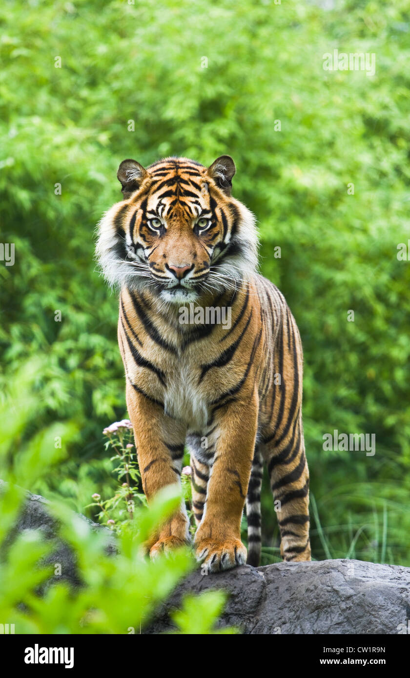 Asian- or bengal tiger standing with bamboo bushes in background Stock Photo